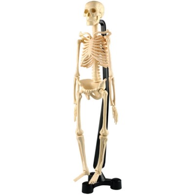 Modèle de Squelette avec Socle 46 cm 